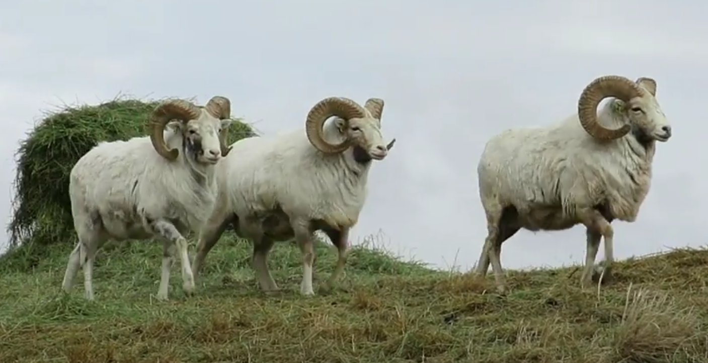 Wildlife trafficking laws